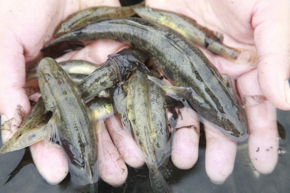 Thụ tinh nhân tạo cho cá bống cát sông Trà Khúc - VnExpress