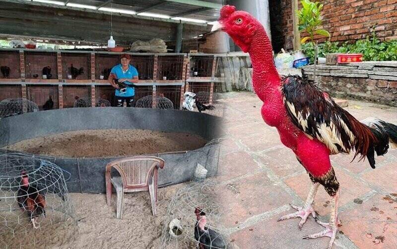 Cách nuôi gà chọi lớn - Thuốc nuôi gà chọi lớn có tốt không?